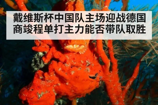 戴维斯杯中国队主场迎战德国 商竣程单打主力能否带队取胜